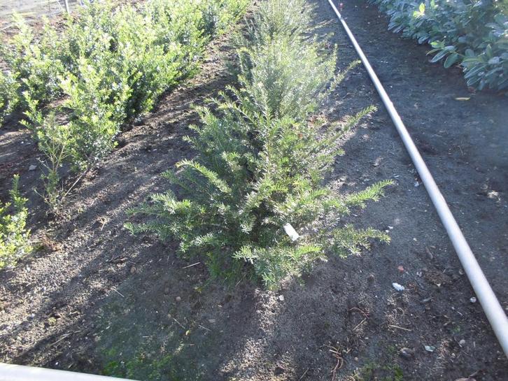 Coniferen, Tuin en Terras, Planten | Struiken en Hagen, Haag, Conifeer, Minder dan 100 cm, Ophalen