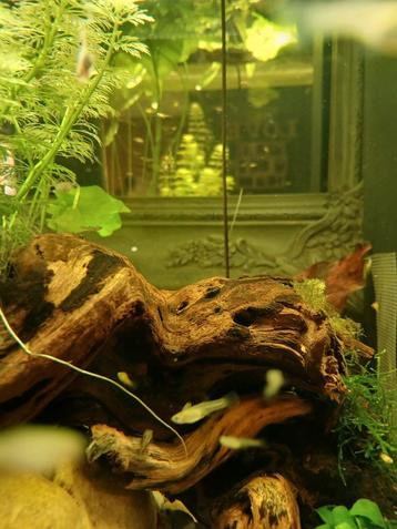 Achetez 10 babyguppen et 1 gratuit. Le plus jaunâtre, les de, Poisson, Poisson d'eau douce, Banc de poissons
