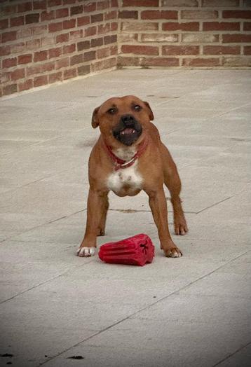 DEKREU Engelse Staffordshire bull terriër beschikbaar voor biedingen