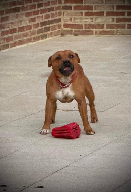 DEKREU Engelse Staffordshire bull terriër, Dieren en Toebehoren, Honden | Dekreuen, Reu, Fokker | Hobbymatig, Eén hond, Buitenland