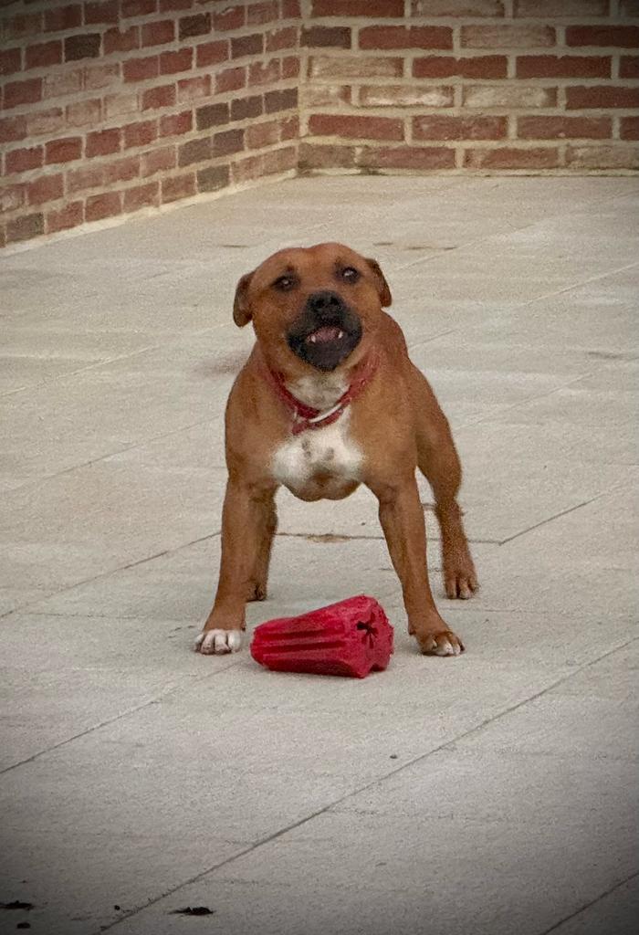 DEKREU Engelse Staffordshire bull terriër, Dieren en Toebehoren, Honden | Dekreuen, Reu, Fokker | Hobbymatig, Eén hond, Buitenland