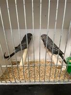 Blackface DF anthracite, Animaux & Accessoires, Oiseaux | Perruches & Perroquets, Plusieurs animaux, Perruche, Bagué