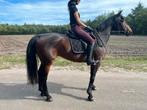Springgefokte BWP merrie, allround, springen, dressuur, Dieren en Toebehoren, Merrie, Springpaard, Gechipt, 11 jaar of ouder