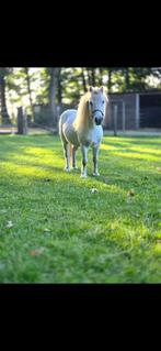 Geweldig brave betrouwbare kinder speel ponys., Dieren en Toebehoren, Pony's, Ruin, Niet van toepassing, A pony (tot 1.17m), 11 jaar of ouder