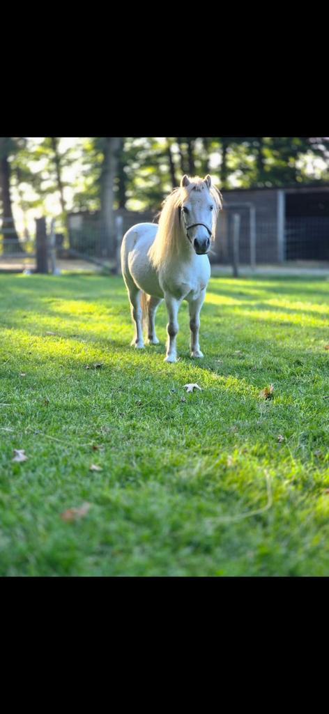 Geweldig brave betrouwbare kinder speel ponys., Dieren en Toebehoren, Pony's, Ruin, Niet van toepassing, A pony (tot 1.17m), Recreatiepony