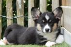 Prachtige Welsh corgi cardigan pups, Dieren en Toebehoren, België, Overige rassen, CDV (hondenziekte), 8 tot 15 weken
