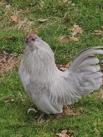 Antwerpse baardkriel, Dieren en Toebehoren, Mannelijk, Kip