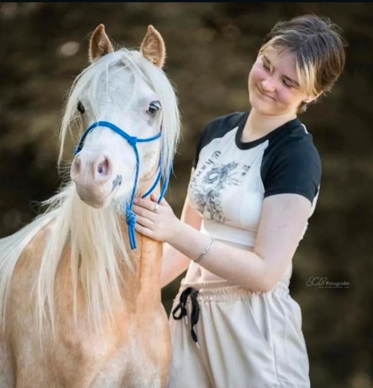 Lieve welsh ter verzorging, Dieren en Toebehoren, Stalling en Weidegang