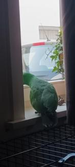 Volledige handtamme edelpapegaai, Dieren en Toebehoren, Mannelijk, Papegaai, Tam