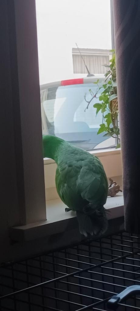 Volledige handtamme edelpapegaai, Dieren en Toebehoren, Vogels | Parkieten en Papegaaien, Papegaai, Mannelijk, Tam