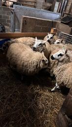 Kerry hill ooien, Dieren en Toebehoren, Vrouwelijk, Schaap, 0 tot 2 jaar