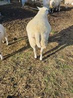 Ram, Mannelijk, Schaap, 3 tot 5 jaar