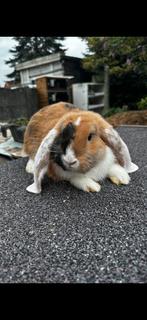 Franse Hangoor, Dieren en Toebehoren, Vrouwelijk, Groot, Hangoor, 0 tot 2 jaar