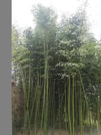 Bamboe haag of sierplanten, Tuin en Terras, Haag, Bamboe, Ophalen