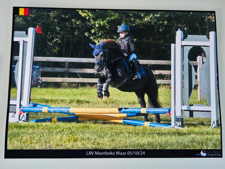 Shetlandpony super brave, Dieren en Toebehoren, Pony's