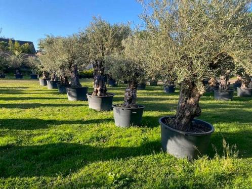 NU UITZOEKEN grote keuze olijfbomen met dikke zware stammen, Tuin en Terras, Planten | Fruitbomen, Overige soorten, 100 tot 250 cm