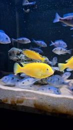 Malawi cichliden Labidochromis caeruleus, Ophalen, Zo goed als nieuw