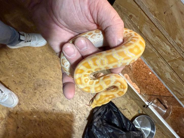 Tijgerpythons, Dieren en Toebehoren, Reptielen en Amfibieën, Slang, 0 tot 2 jaar