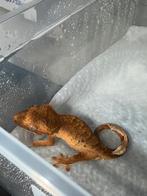 Flame harlequin wimpergekko, Dieren en Toebehoren