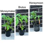 Tomatenplanten verschillende soorten, Jardin & Terrasse, Plantes | Jardin, Annuelle, Plein soleil, Enlèvement, Plantes potagères