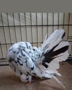 Queue de paon Fantail Anglais, port tête et queue extra, Plusieurs animaux, Autres espèces