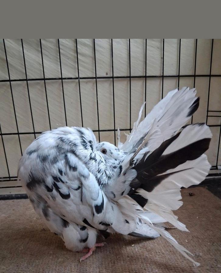 Queue de paon Fantail Anglais, port tête et queue extra, Dieren en Toebehoren, Pluimvee, Overige soorten, Meerdere dieren