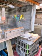 Grasparkieten, Dieren en Toebehoren, Vogels | Kanaries