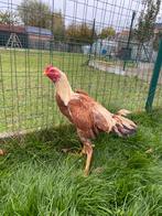 Hint shamo haantje, Dieren en Toebehoren, Pluimvee, Mannelijk, Kip