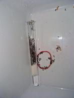 Crematogaster auberti 1w 400-450w | fourmis, colonies de fou, Fourmis