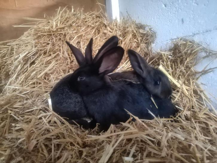 Vlaamse reus, Animaux & Accessoires, Lapins