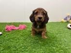 Nestje Dwergteckel pups, België, CDV (hondenziekte), 8 tot 15 weken, Dwerg