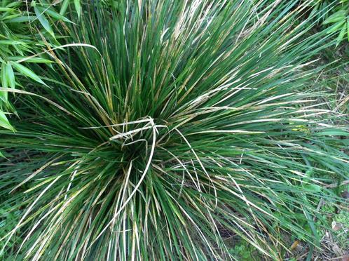 Siergras Deschampsia cespitosa smele, Tuin en Terras, Planten | Tuinplanten, Vaste plant, Siergrassen, Halfschaduw, Zomer, Ophalen