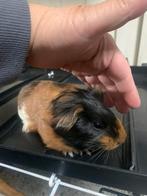 Lief mooi beertje 4 weekjes, Dieren en Toebehoren, Knaagdieren, Cavia, Augustus, Mannelijk, Tam