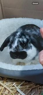 Hollande dwergkonijntje, Dieren en Toebehoren, Konijnen, Mannelijk, Dwerg, 0 tot 2 jaar