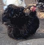 Jonge hennetjes Cochinkriel, Dieren en Toebehoren