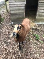 Mooie barbados black belly ram, Dieren en Toebehoren, Schapen, Geiten en Varkens