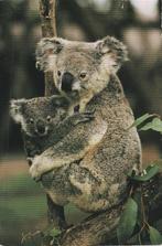 KOALA  met  JONG, Verzamelen, Postkaarten | Dieren, Verzenden, Ongelopen, Wild dier