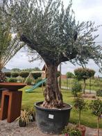 Olijfboom Olea Europaea mooi vertakt, Tuin en Terras, Planten | Bomen, Ophalen, Olijfboom