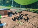 Australorp kippen, Dieren en Toebehoren, Pluimvee, Kip