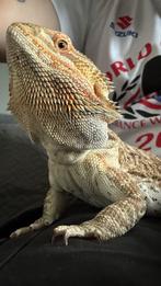 Baardagaam Ter Adoptie ( Mannetje ), Dieren en Toebehoren, Hagedis, Tam, 0 tot 2 jaar