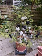 Sapin avec racine Décorer, Enlèvement