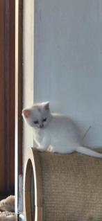 Super tamme Britse korthaar katertje, Dieren en Toebehoren, Katten en Kittens | Raskatten | Korthaar, Kater, Gechipt, 0 tot 2 jaar