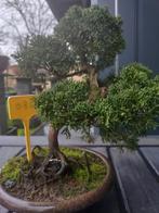 bonsai juniperus, Tuin en Terras, Planten | Bomen, In pot, Minder dan 100 cm, Overige soorten, Volle zon