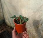 Aardbei plantjes / aardbeiplanten, Ophalen, Zomer, Fruitplanten, Halfschaduw