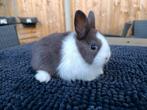 Raszuiver HOLLANDER dwergkonijntje, Dieren en Toebehoren, Konijnen, Vrouwelijk, Klein, 0 tot 2 jaar