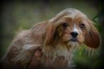 Cavapoo pups, Dieren en Toebehoren, Honden | Chihuahua's en Gezelschapshonden, België, Overige rassen, CDV (hondenziekte), 8 tot 15 weken