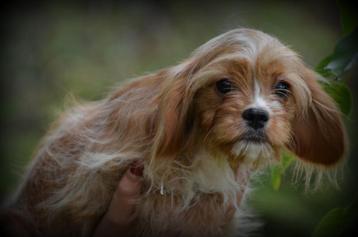 Cavapoo pups beschikbaar voor biedingen