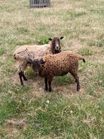 Ouessant Ram lam, Dieren en Toebehoren, Mannelijk, Schaap, 0 tot 2 jaar