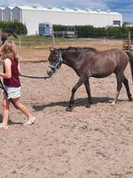 3 knappe pony's met stamboek, Dieren en Toebehoren, Hengst, B