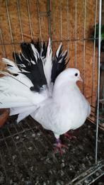 couple de jeunes pigeons Queue de paon 2024, Animaux & Accessoires, Enlèvement ou Envoi